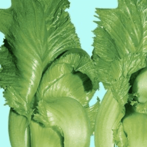 Close-up fresh romaine lettuce leaves